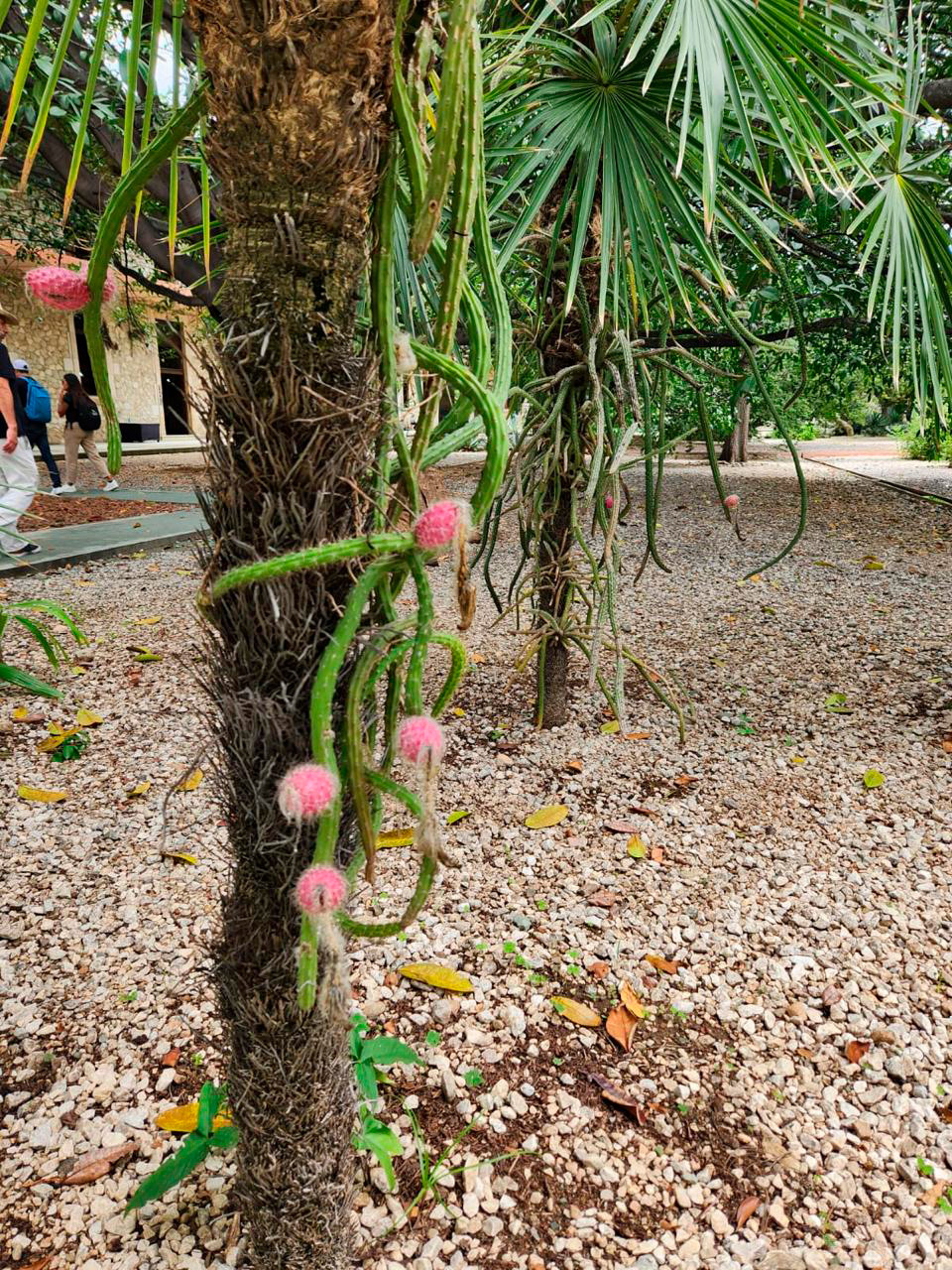 WhatsApp Image 2024-09-02 at 5.39.31 PM